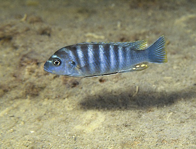 Maylandia sp. 'dumpy tanzania' Manda